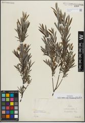 Foto von Salix repens subsp. rosmarinifolia (L.) Andersson
